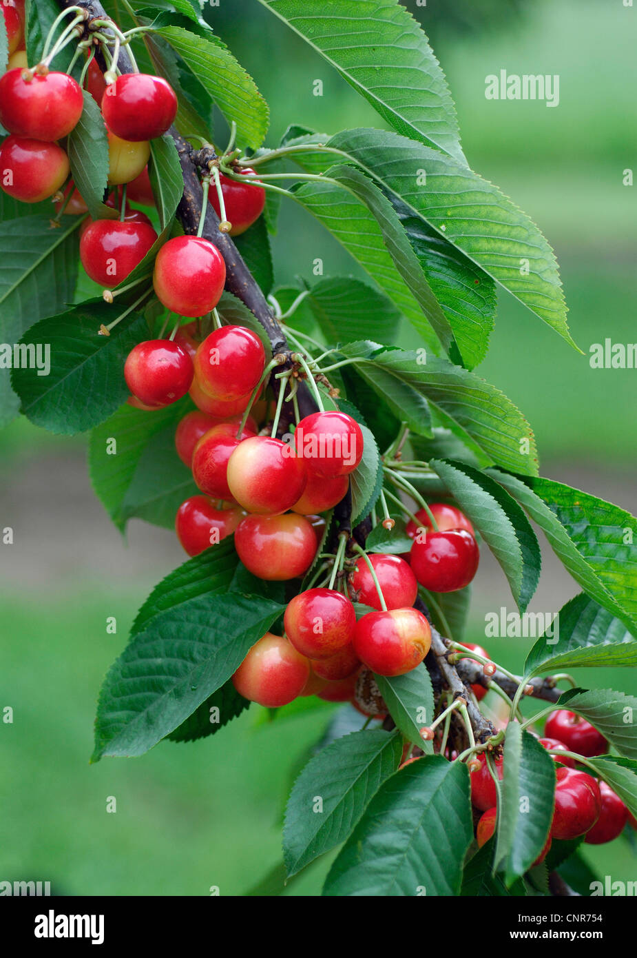 wild cherry, sweet cherry, gean, mazzard (Prunus avium), cultivar 'Rainier' Stock Photo