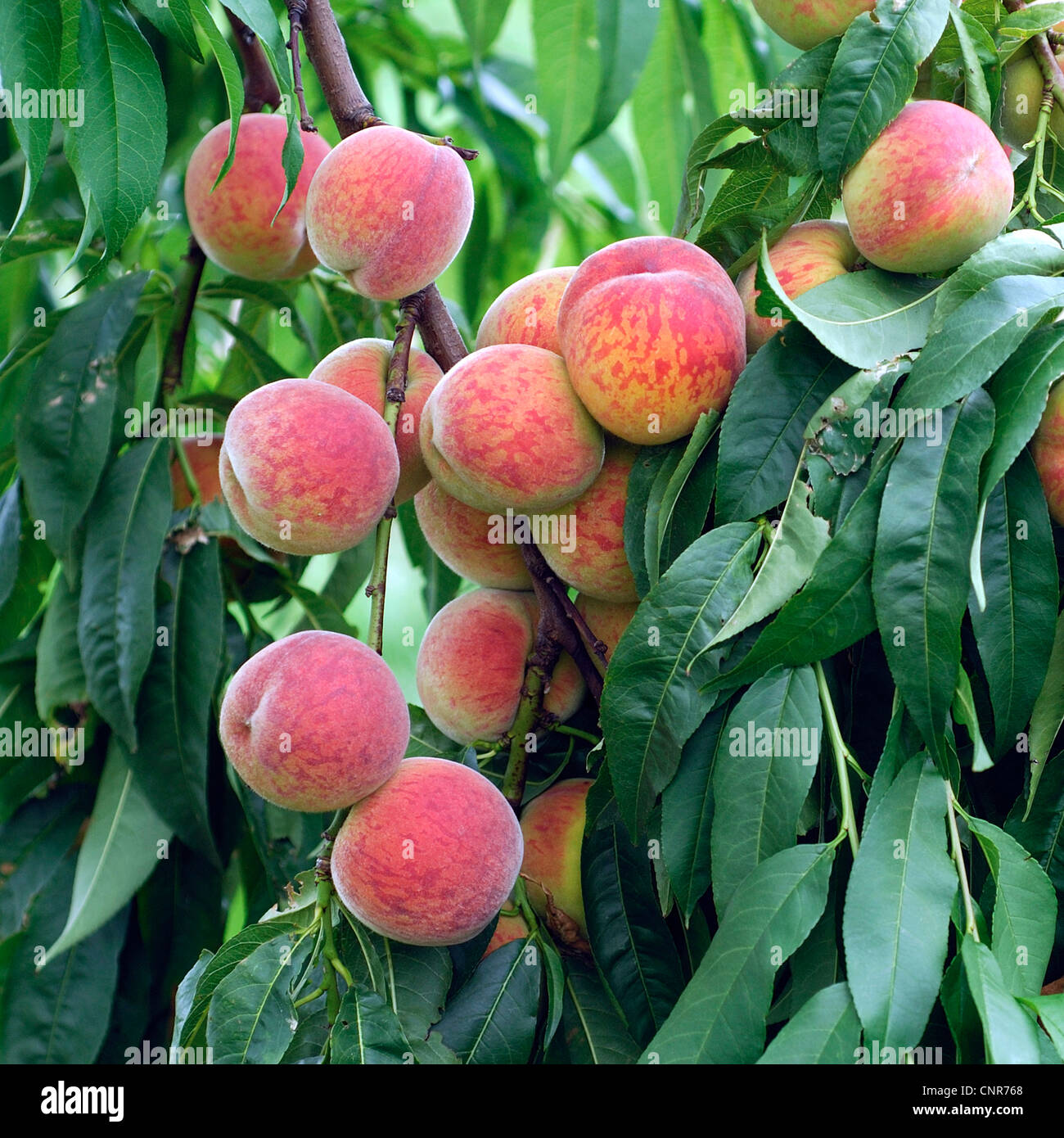 peach, bitter almond (Prunus persica), cultivar 'Pilot' Stock Photo - Alamy