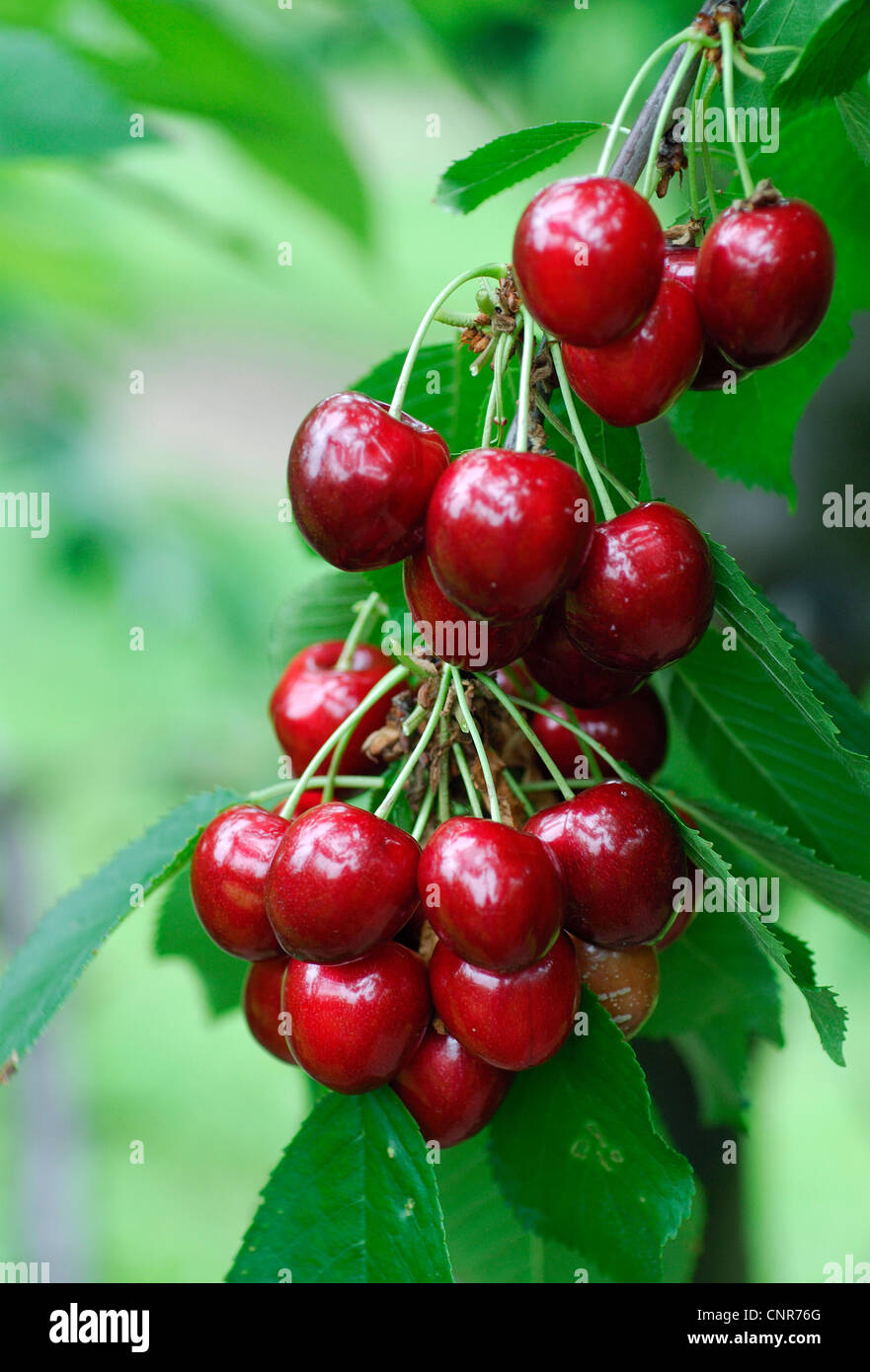 wild cherry, sweet cherry, gean, mazzard (Prunus avium), cultivar 'Cainiola' Stock Photo