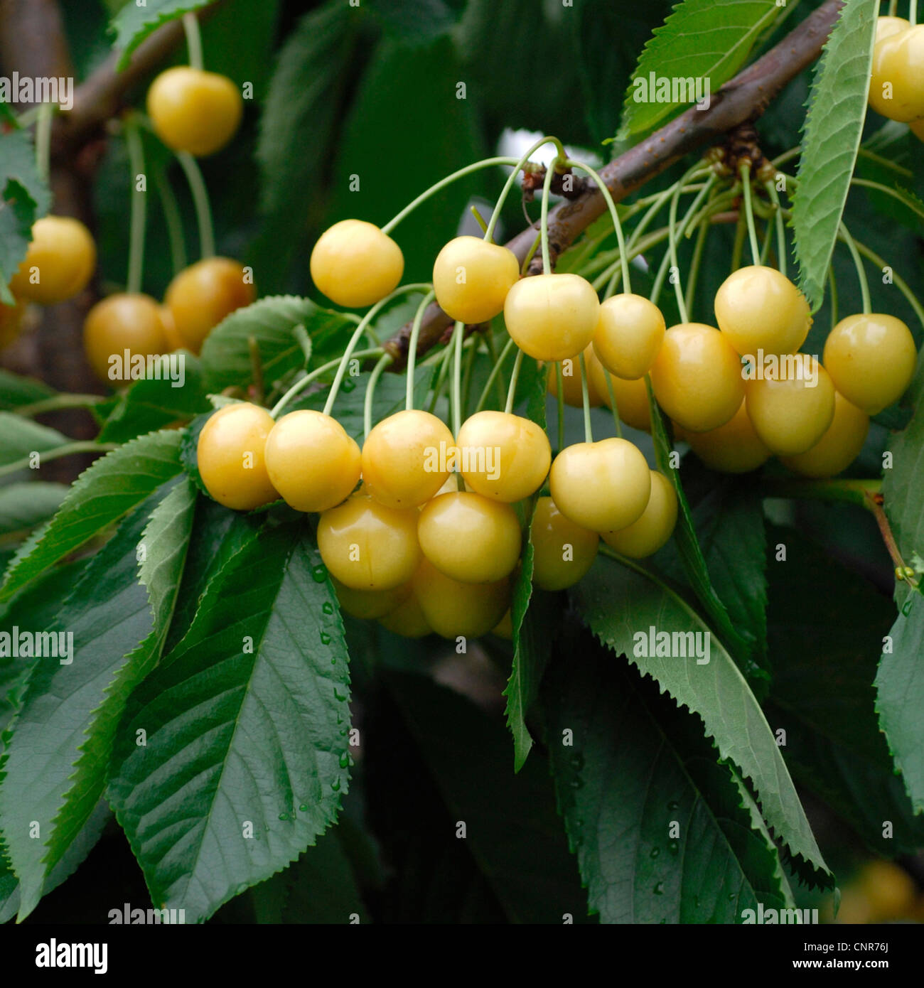 wild cherry, sweet cherry, gean, mazzard (Prunus avium), cultivar 'Doenissens Gelbe' Stock Photo