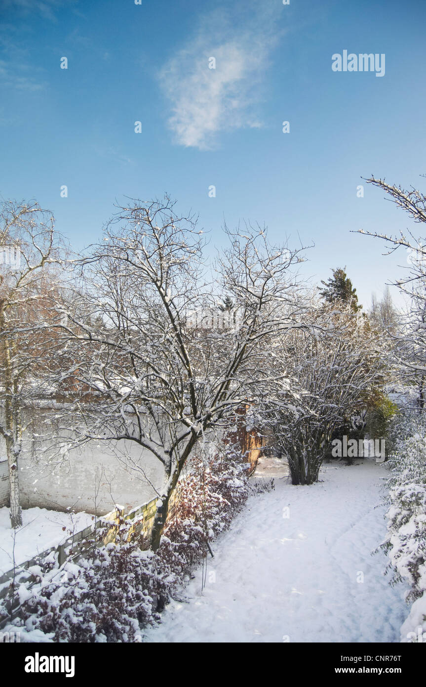 Snow covered trees along path Stock Photo - Alamy