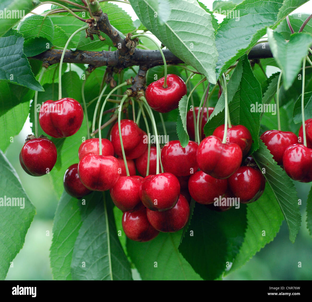 wild cherry, sweet cherry, gean, mazzard (Prunus avium), cultivar 'Hudson' Stock Photo