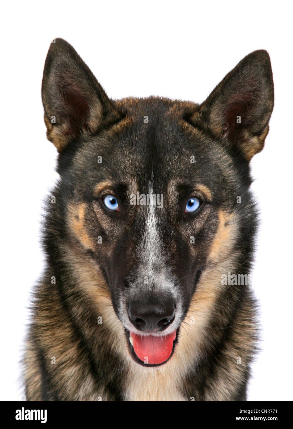 Mixed Breed Dog Canis Lupus F Familiaris Crossbreed Of Siberian Stock Photo Alamy