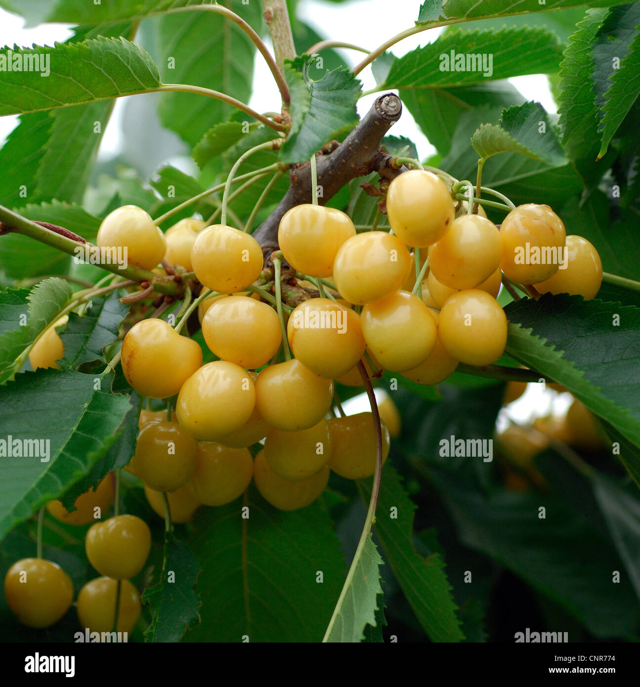 wild cherry, sweet cherry, gean, mazzard (Prunus avium), cultivar 'Gold' Stock Photo