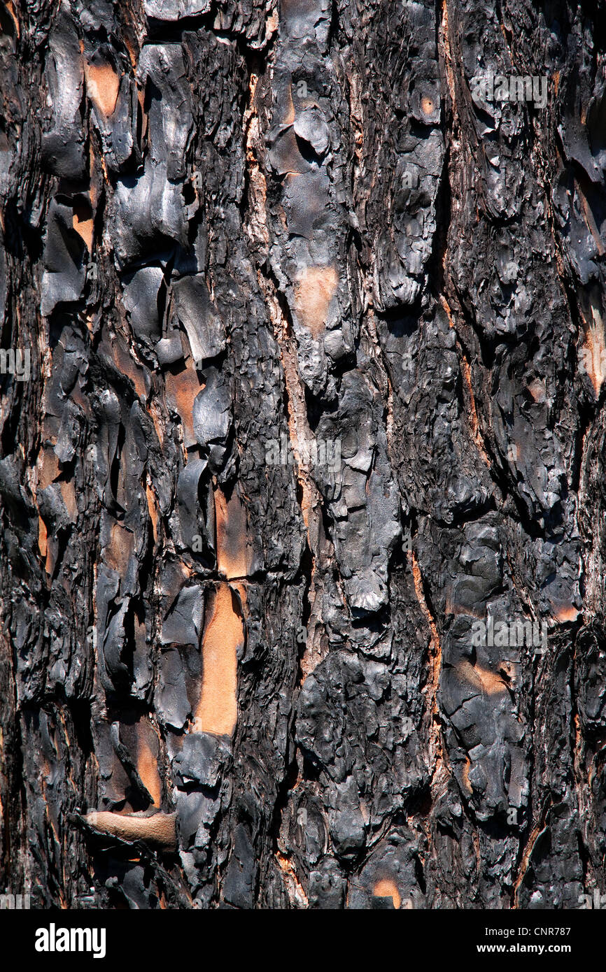 Close-up of recently burned Longleaf Pine tree Pinus palustris Forest Apalachicola National Forest Florida Panhandle USA Stock Photo