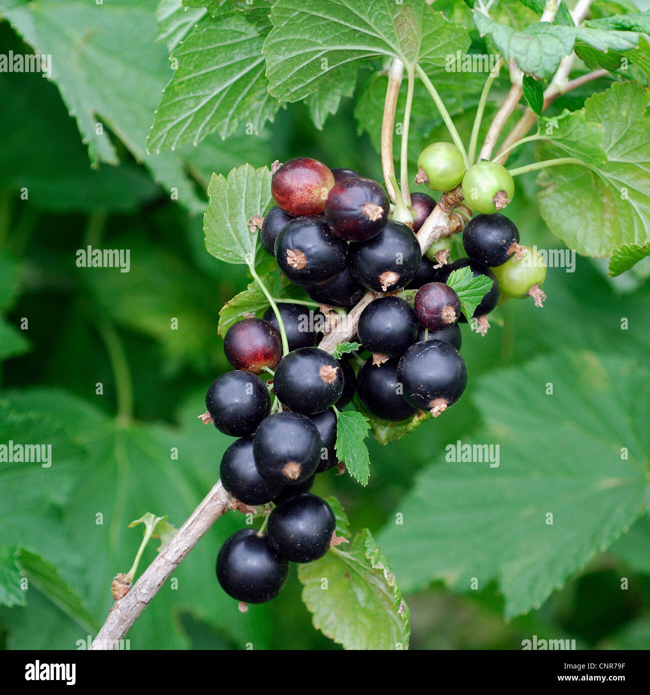 European black currant (Ribes nigrum), cultivar 'Intercontinental' Stock Photo