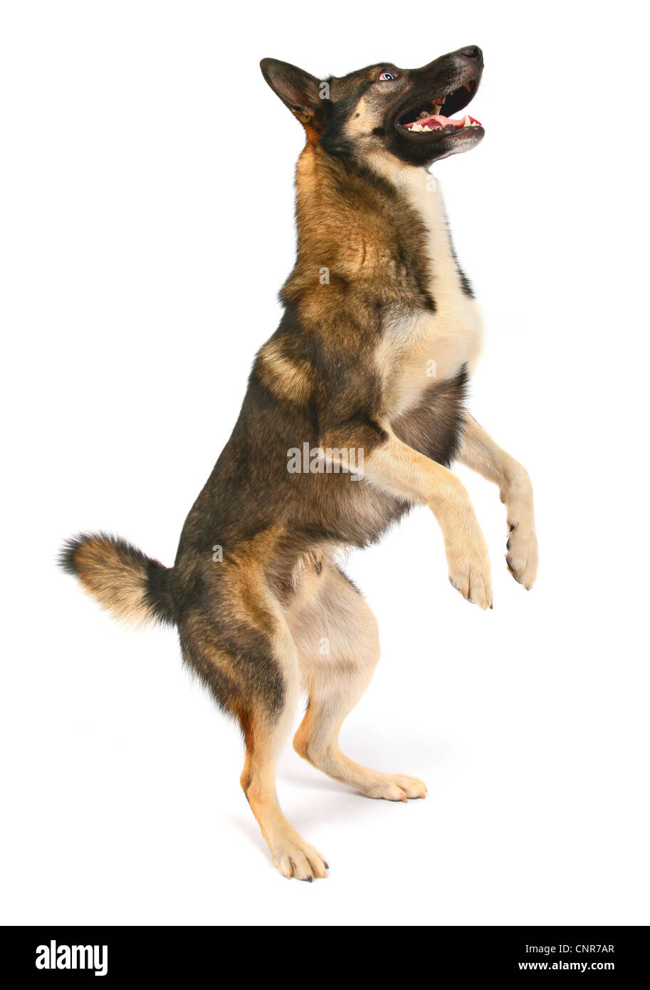 mixed breed dog (Canis lupus f. familiaris), crossbreed of Siberian ...