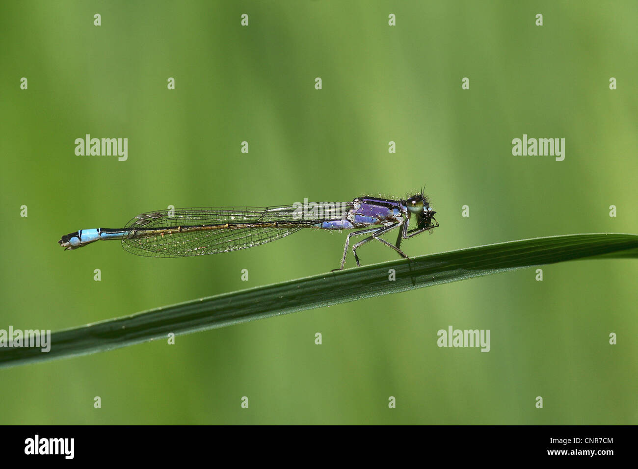 common ischnura, blue-tailed damselfly (Ischnura elegans), on blade of grass, Germany, Rhineland-Palatinate Stock Photo