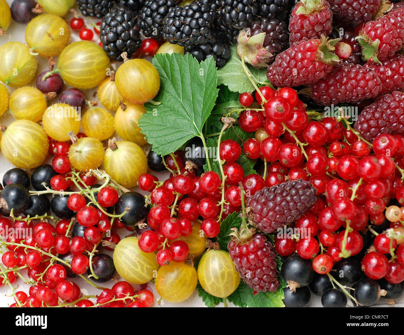 northern red currant (Ribes rubrum), different small fruits Stock Photo