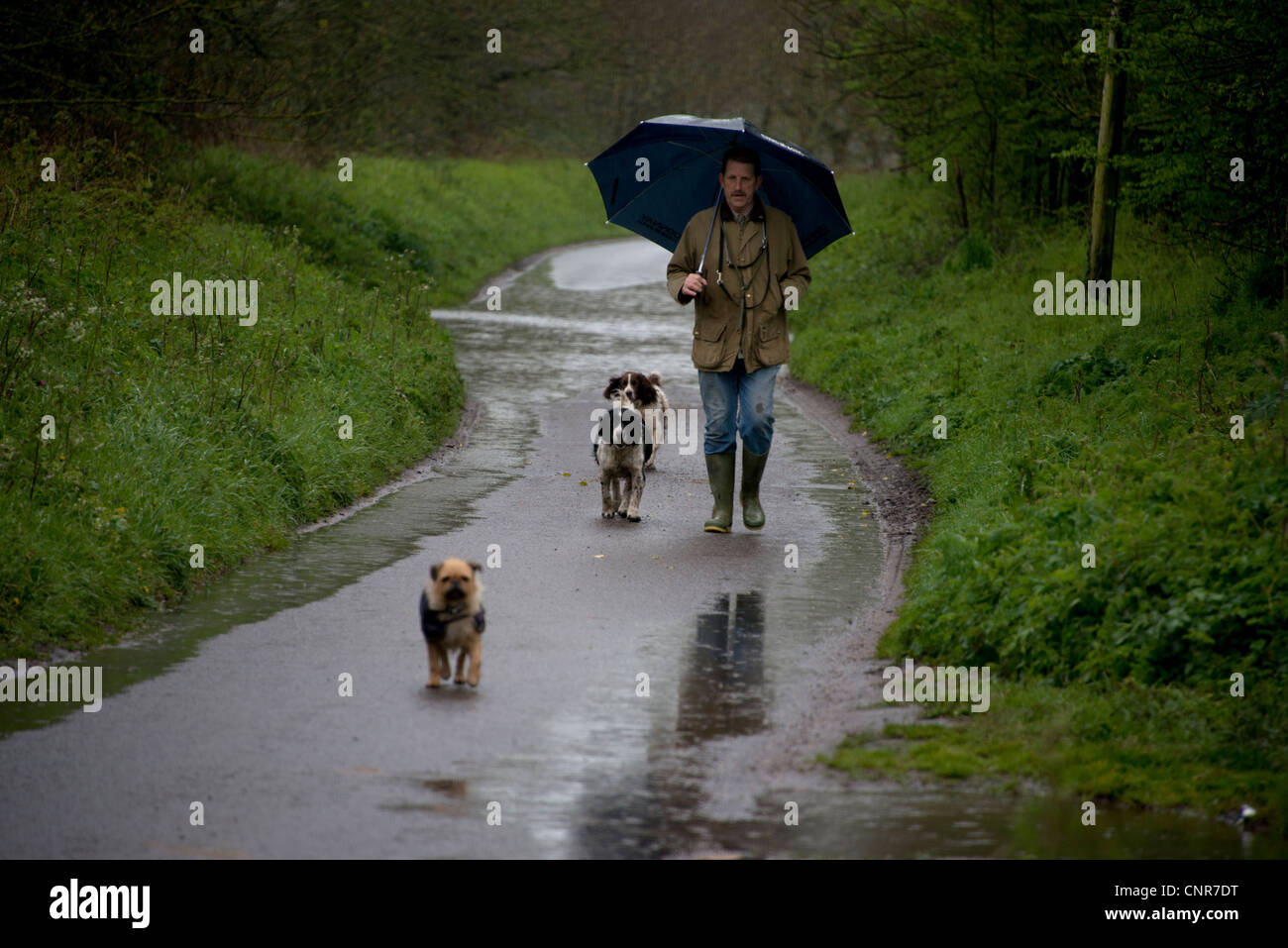 A hardy soul takes his dogs for a walk in the rain with his umbrella