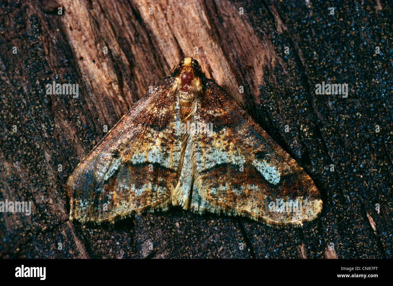 Scarce Umber (Agriopis aurantiaria), sitting at a treetrunk, Germany Stock Photo