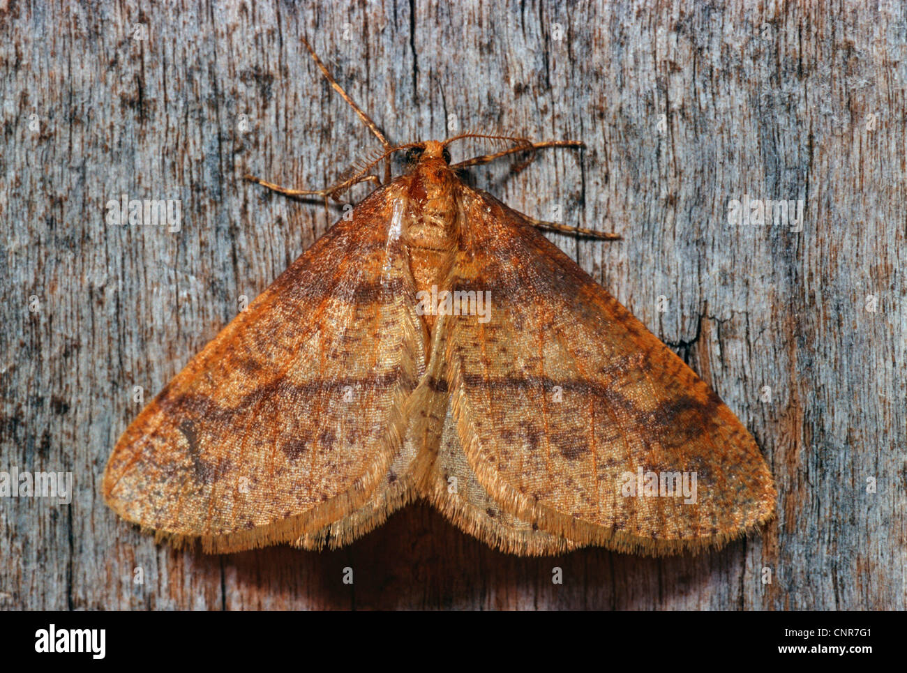 Scarce Umber (Agriopis aurantiaria), sitting at a tree trunk, Germany Stock Photo