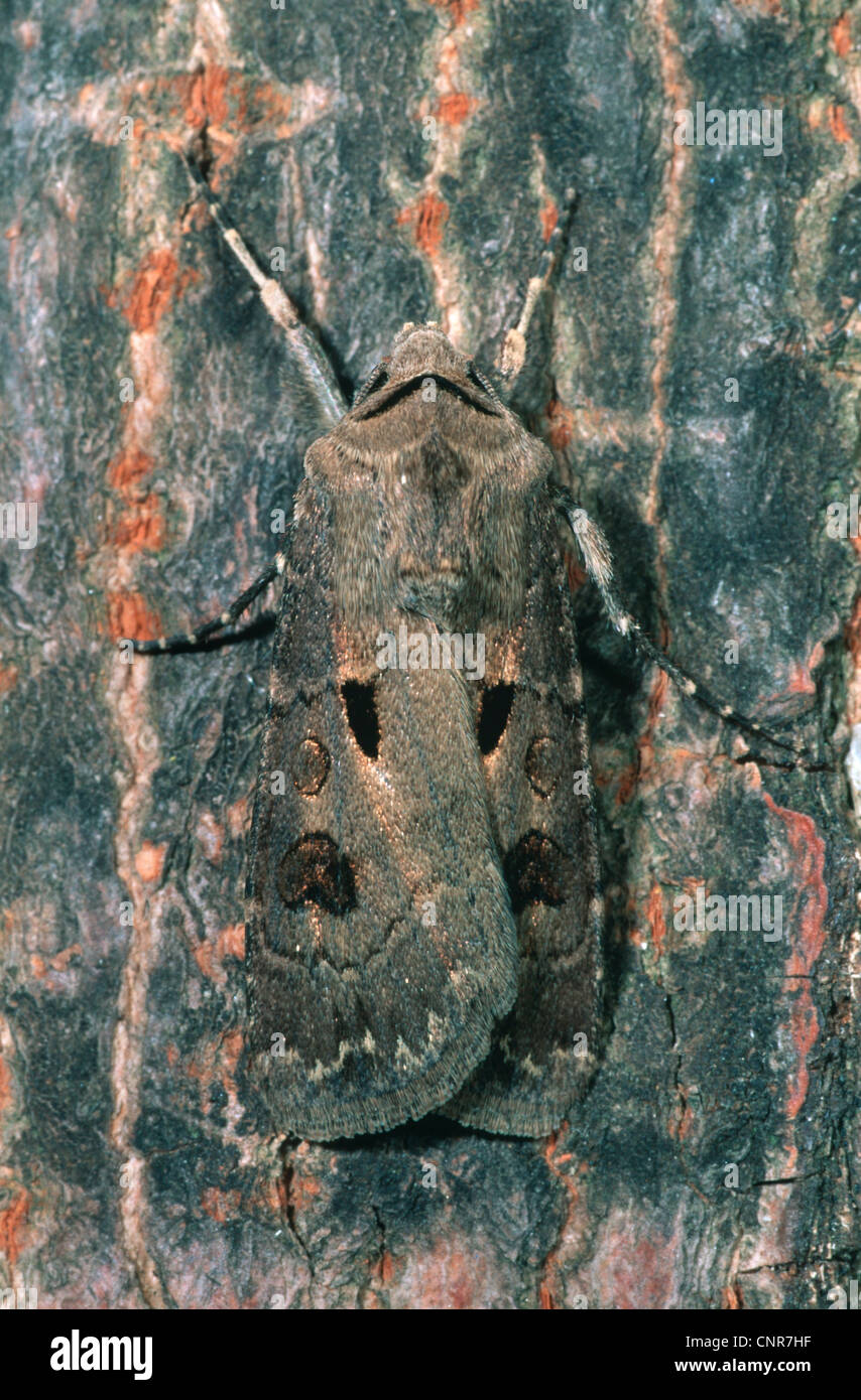heart and dart moth (Agrotis exclamationis), sitting at a tree trunk, Germany Stock Photo