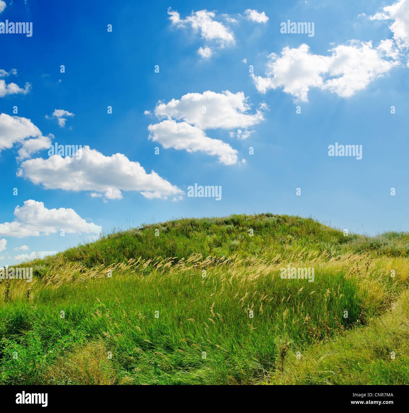 green grass and deep blue sky with clouds Stock Photo - Alamy