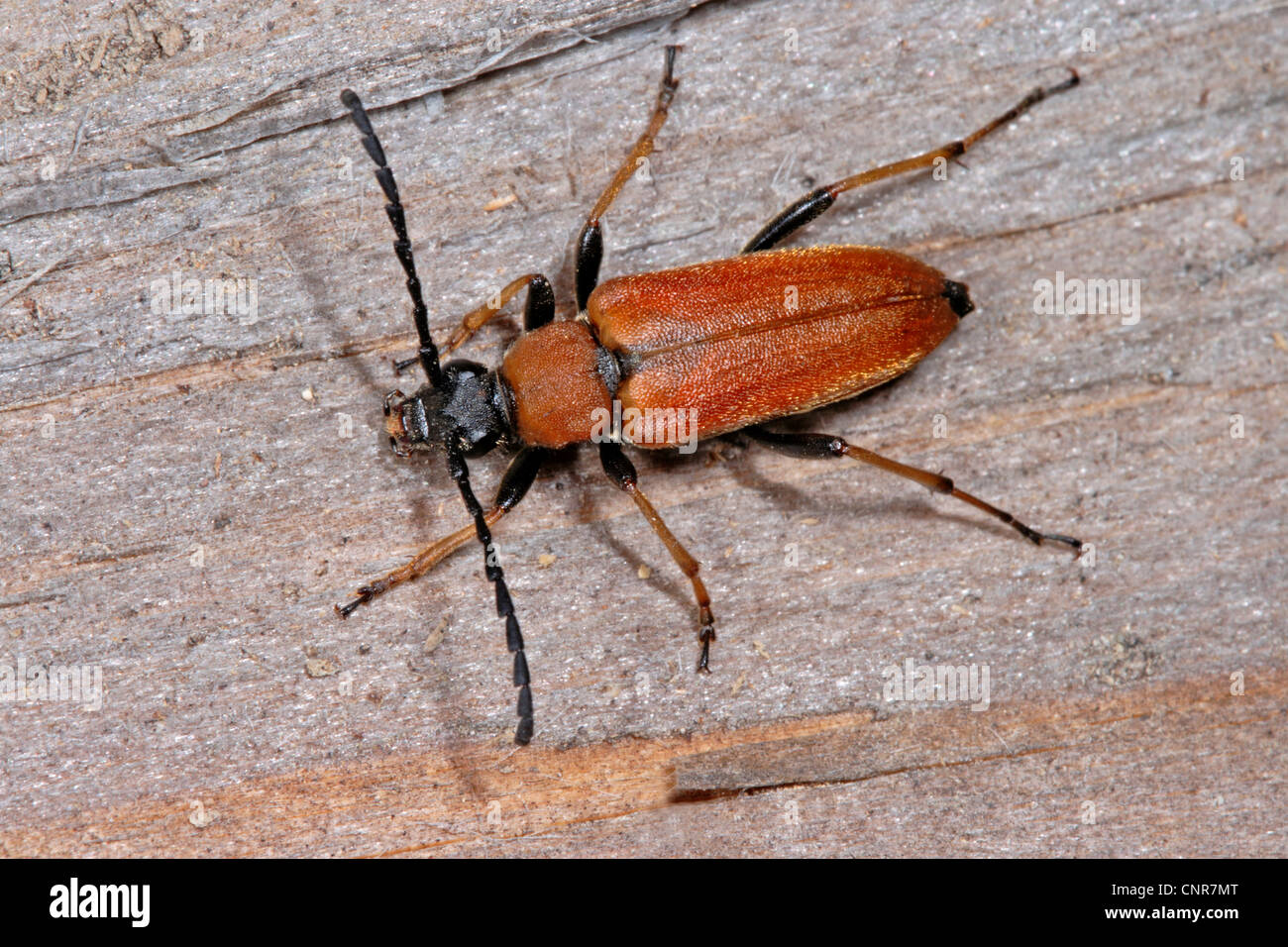 Red Longhorn Beetle (Anoplodera rubra, Stictoleptura rubra, Leptura rubra, Corymbia rubra, Aredolpona rubra), female, Germany Stock Photo