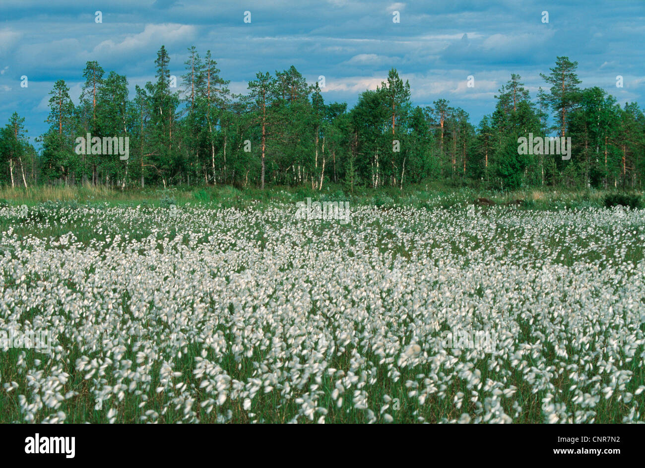 cotton-grass (Eriophorum spec.), sedge at the Scandinavian tundra Stock Photo