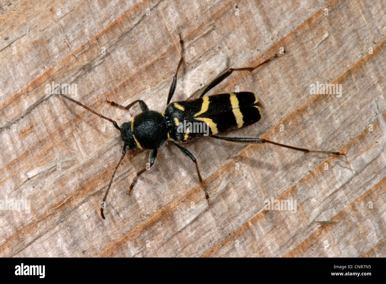 Wasp beetle clytus lama hi-res stock photography and images - Alamy