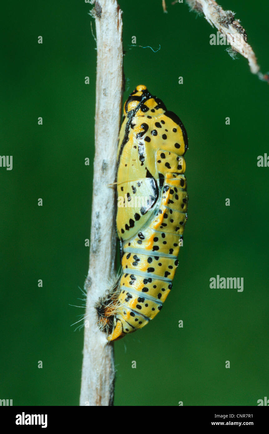 black-veined white (Aporia crataegi), pupa at a sprout, Germany Stock Photo