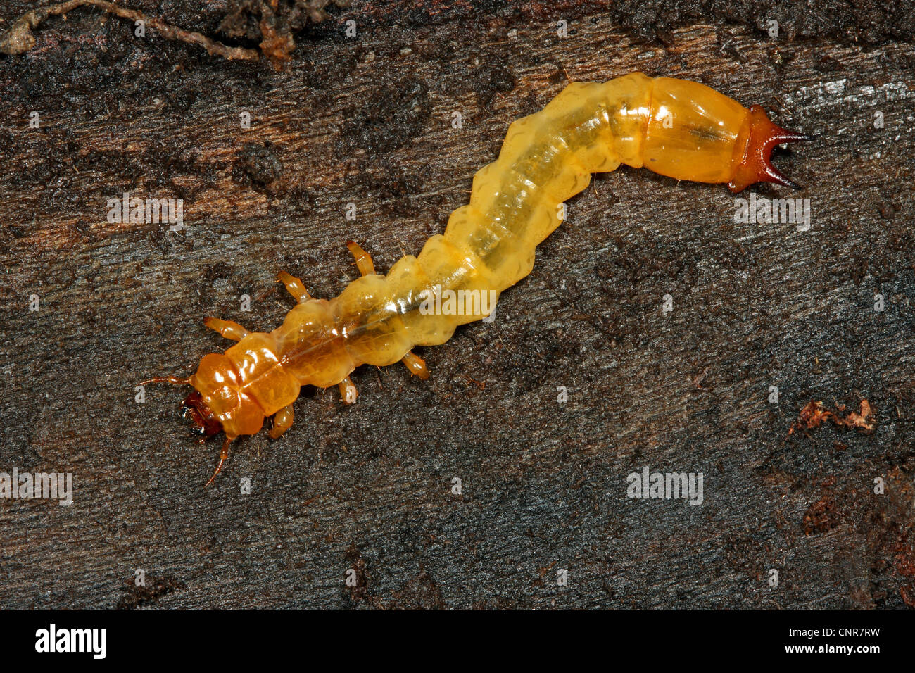 Scarlet fire beetle (Pyrochroa coccinea), larva, Germany, Baden-Wuerttemberg Stock Photo