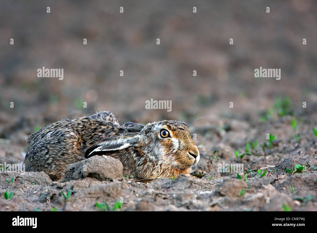 European hare (Lepus europaeus), ducking on an acre, Europe Stock Photo