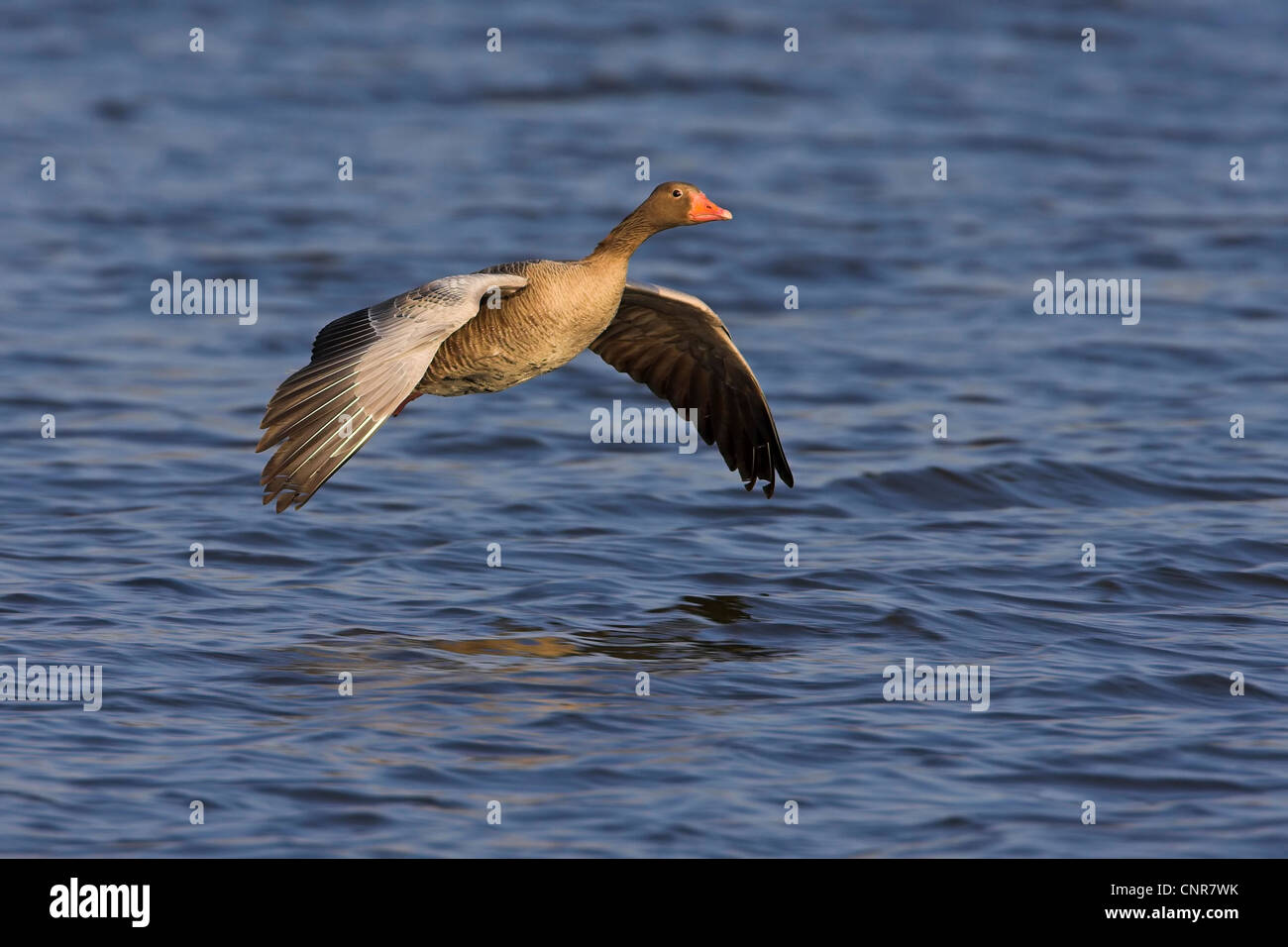 greylag goose (Anser anser), flying over water, Europe Stock Photo