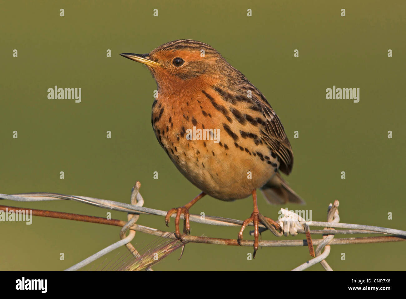 red-throated pitpit (Anthus cervinus), sitting on barbed wire fence, Europe Stock Photo