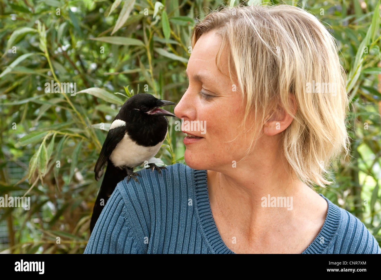 black-billed magpie (Pica pica), confiding individual sitting on shoulder of a woman Stock Photo