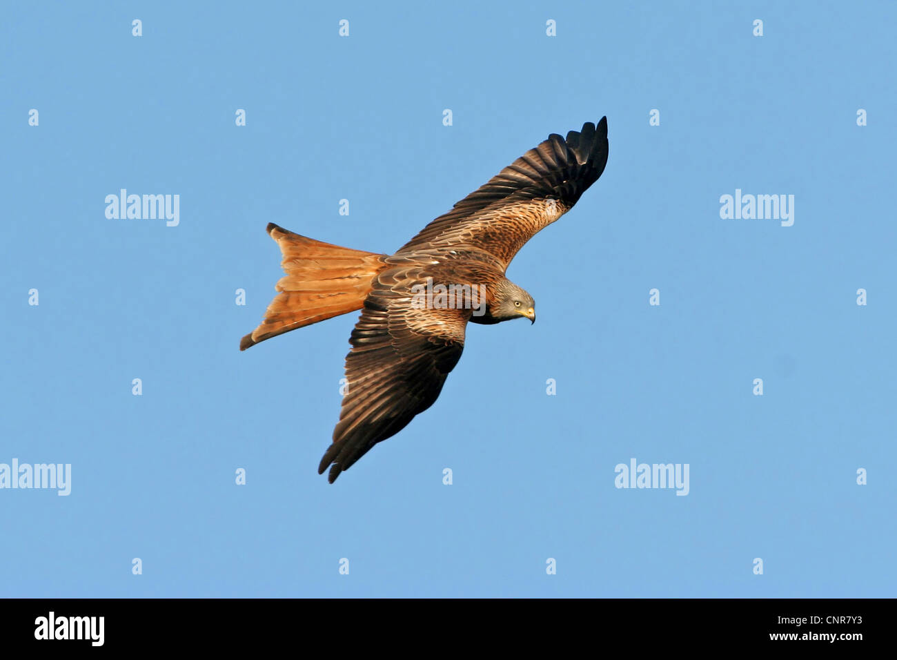 red kite (Milvus milvus), flying, Europe Stock Photo