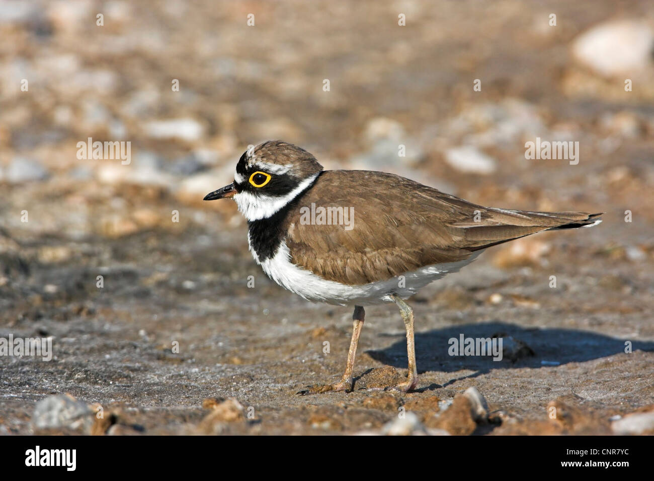 little ringed plover (Charadrius dubius), walking, Greece, Lesbos Stock Photo