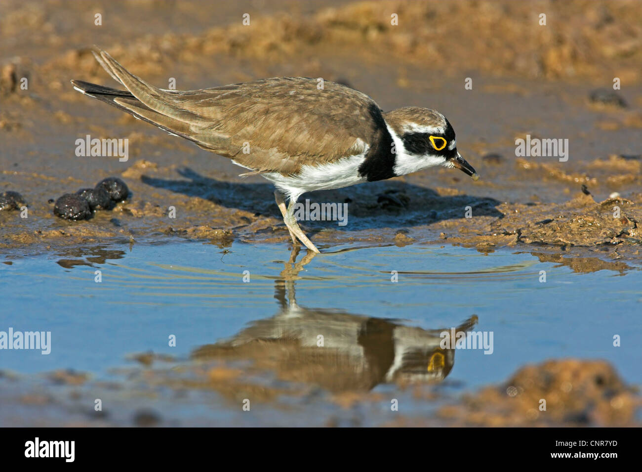 little ringed plover (Charadrius dubius), foraging, Greece, Lesbos Stock Photo