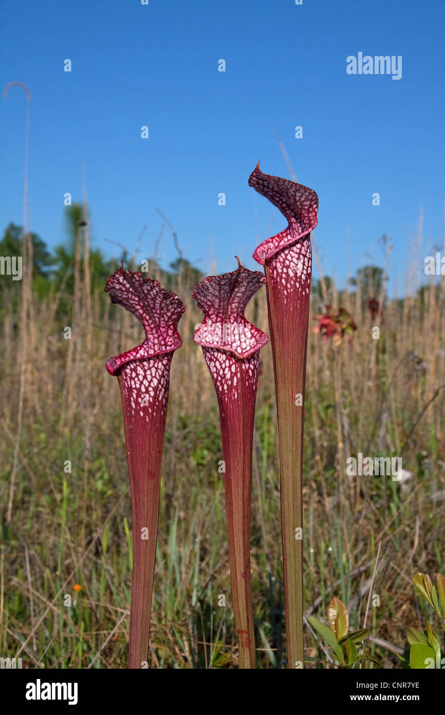 Carnivorous White-topped Pitcher Plant Sarracenia leucophylla  Red form with hybrid influence from other species  Alabama  USA Stock Photo