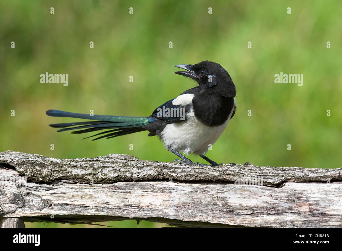 black-billed magpie (Pica pica), sitting on dead wood Stock Photo
