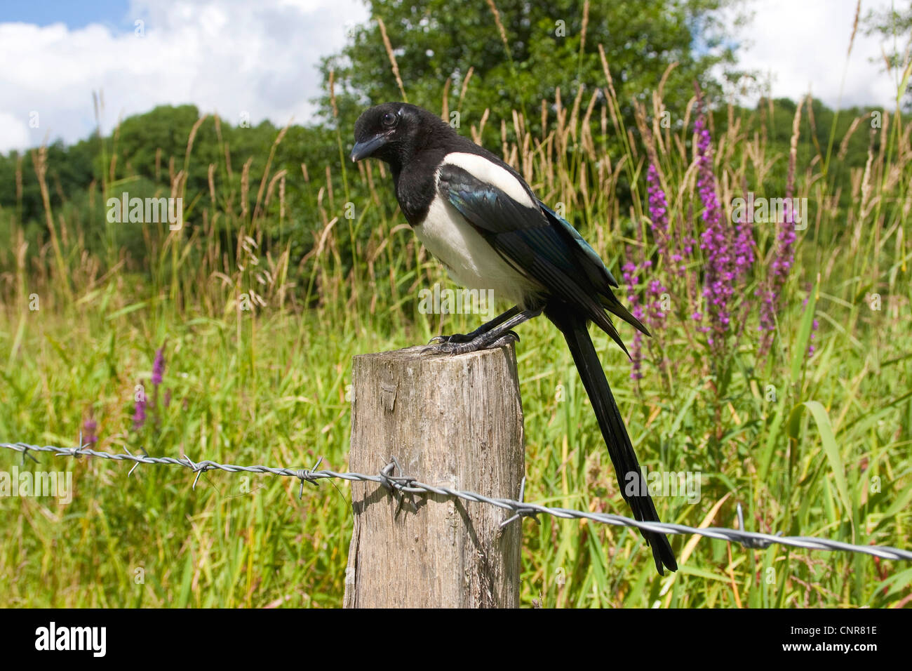 black-billed magpie (Pica pica), sitting on wooden pile Stock Photo