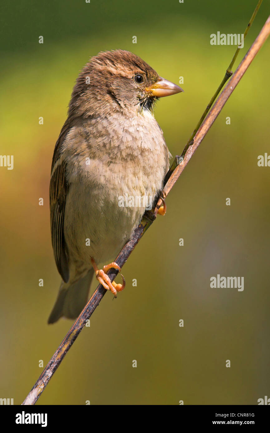 Passer domesticus portrait hi-res stock photography and images - Alamy
