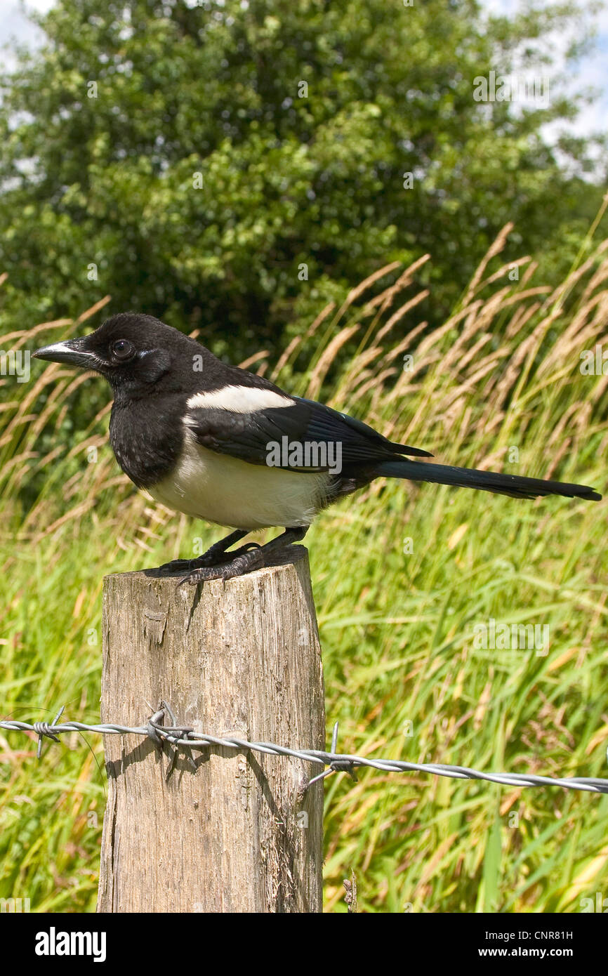 black-billed magpie (Pica pica), sitting on wooden pile Stock Photo