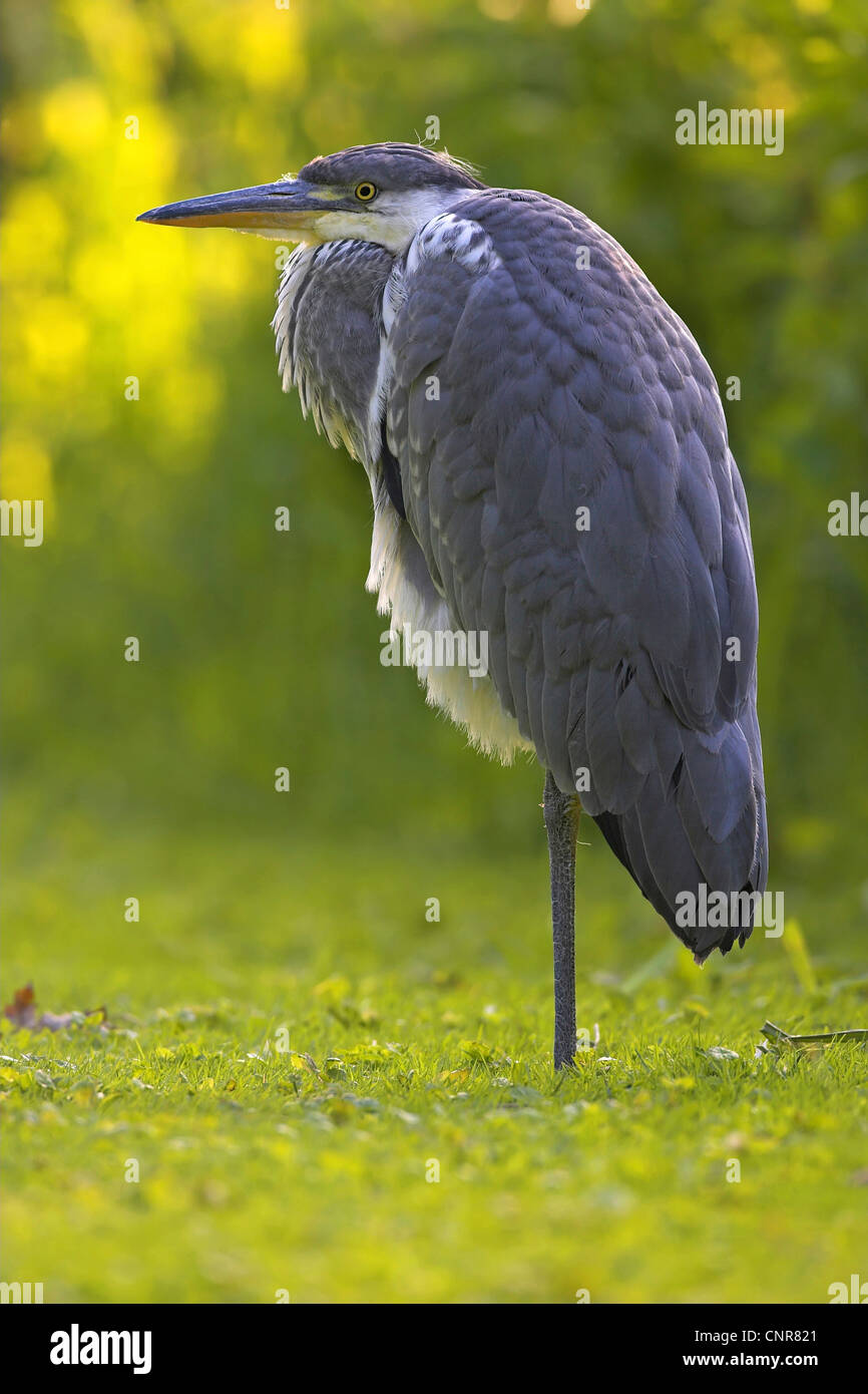 grey heron (Ardea cinerea), resting on one leg on a meadow, Europe Stock Photo