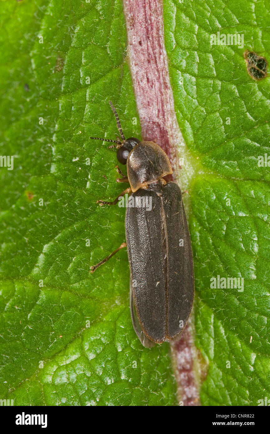 great European glow-worm beetle (Lampyris noctiluca), male Germany Stock Photo