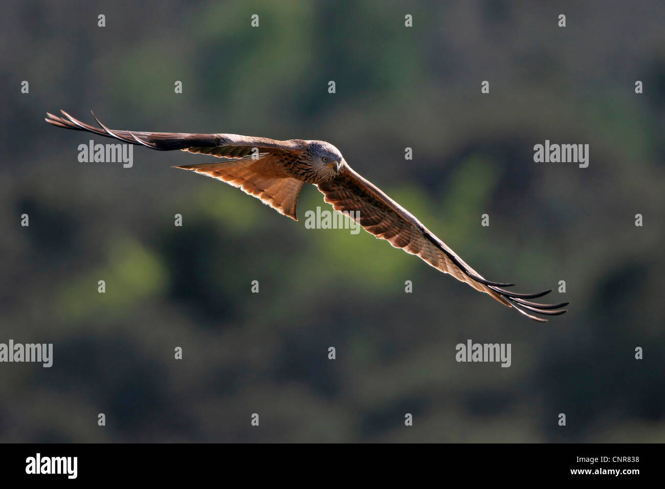 red kite (Milvus milvus), flying, Europe Stock Photo