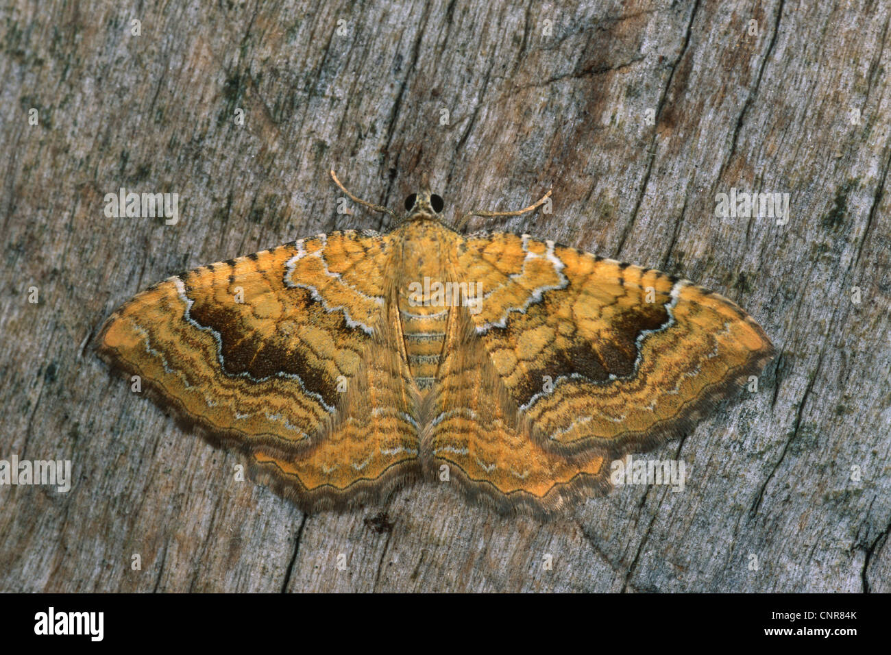 Yellow Shell Name yellow shell (Camptogramma bilineata, Camptogramma bilineatum), sitting ...