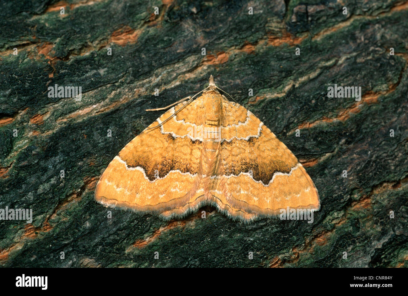 Yellow Shell Name yellow shell (Camptogramma bilineata, Camptogramma bilineatum), sitting ...