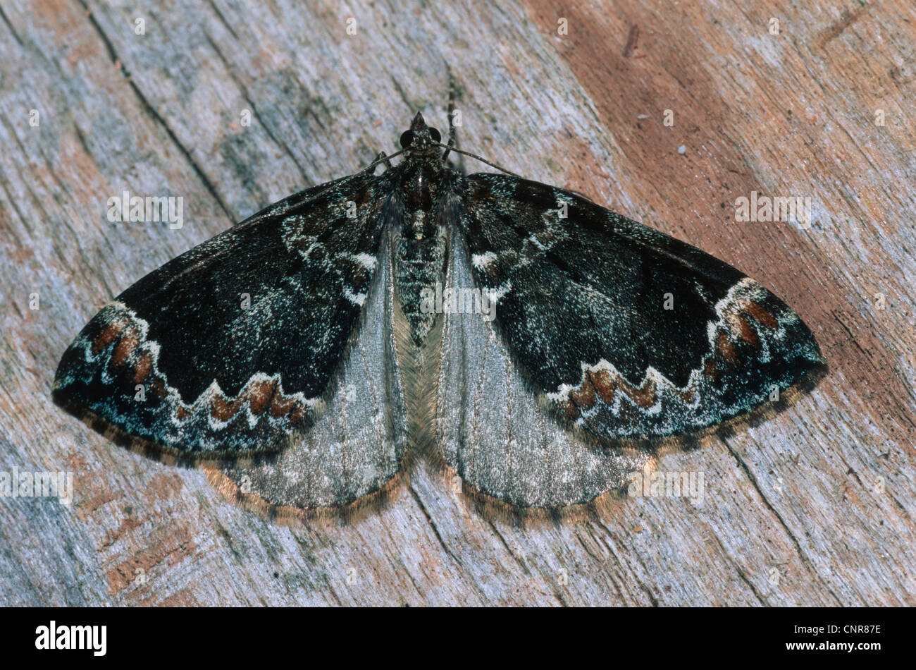 common marbled carpet (Chloroclysta truncata), top view, wings outstretched, Germany Stock Photo