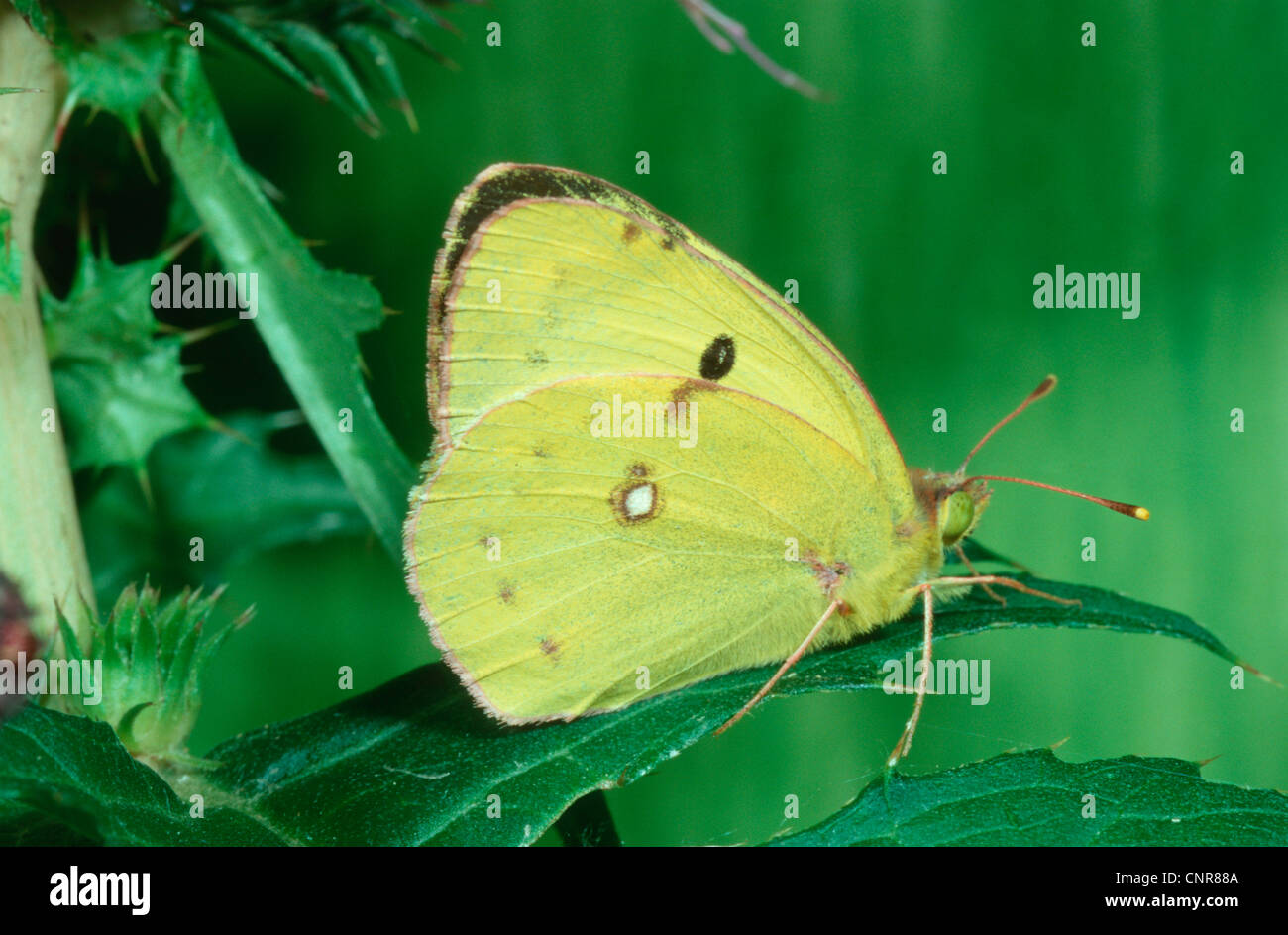pale clouded yellow (Colias hyale), female, Germany Stock Photo