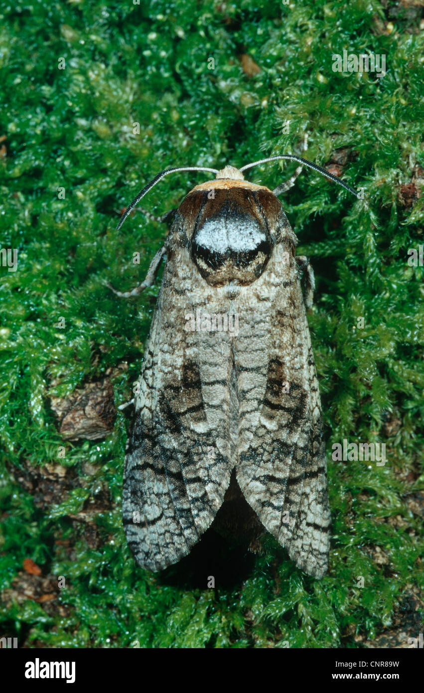 Goat Moth (Cossus cossus), top view, Germany Stock Photo - Alamy