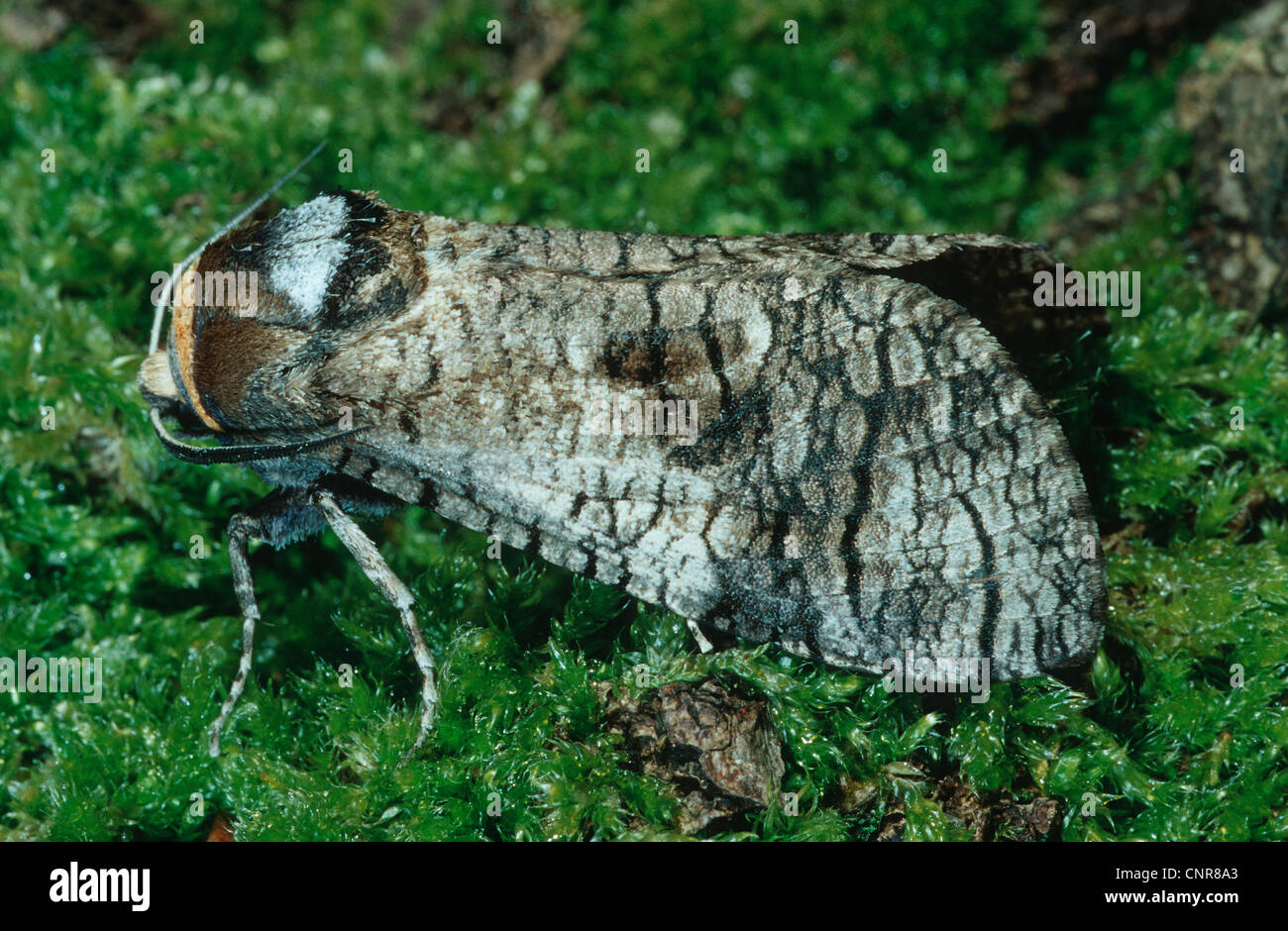 Goat Moth (Cossus cossus), side view, Germany Stock Photo