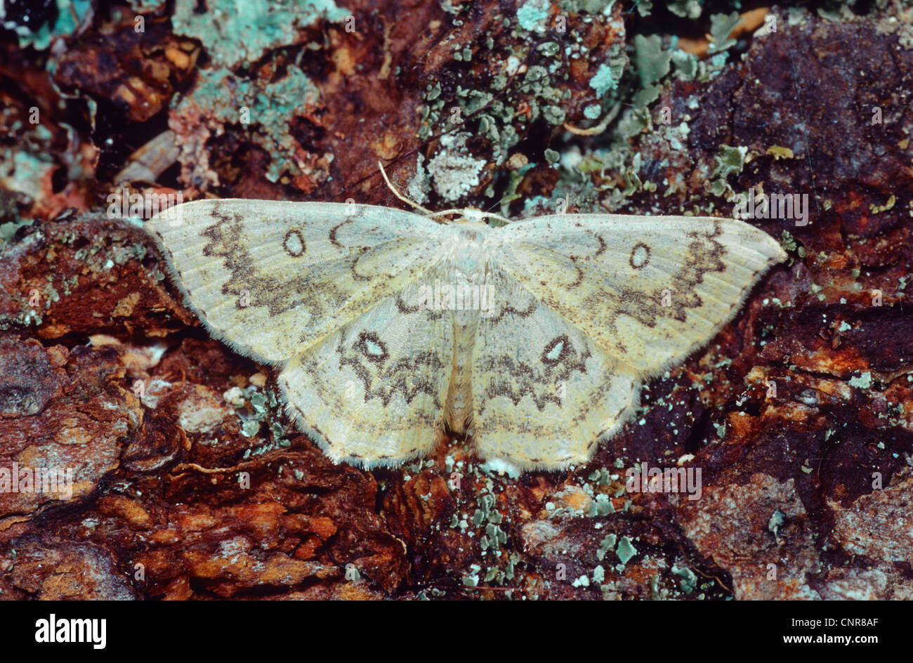 Mocha (Cyclophora annularia), top view, wings outstretched, Germany Stock Photo