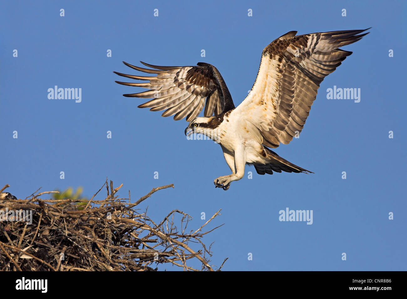 osprey, fish hawk (Pandion haliaetus), landing at nest, USA, Florida Stock Photo