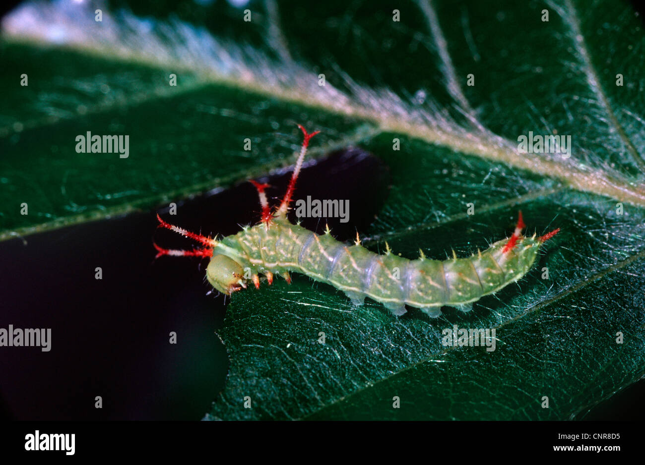 tau emperor (Aglia tau), caterpillar, Germany Stock Photo Alamy
