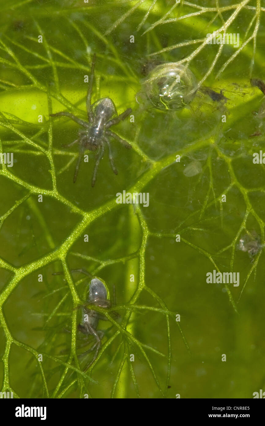 European water spider aquatica), young spiders, 1,5mm