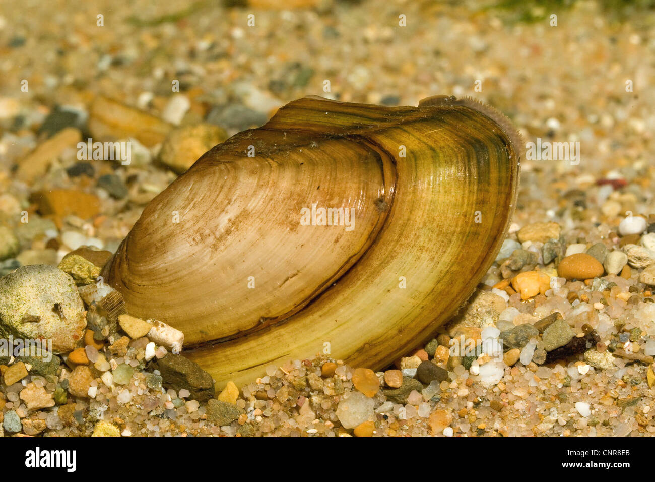 common pond mussel (Anodonta anodonta), at river ground, Germany, Bavaria, Isental Stock Photo