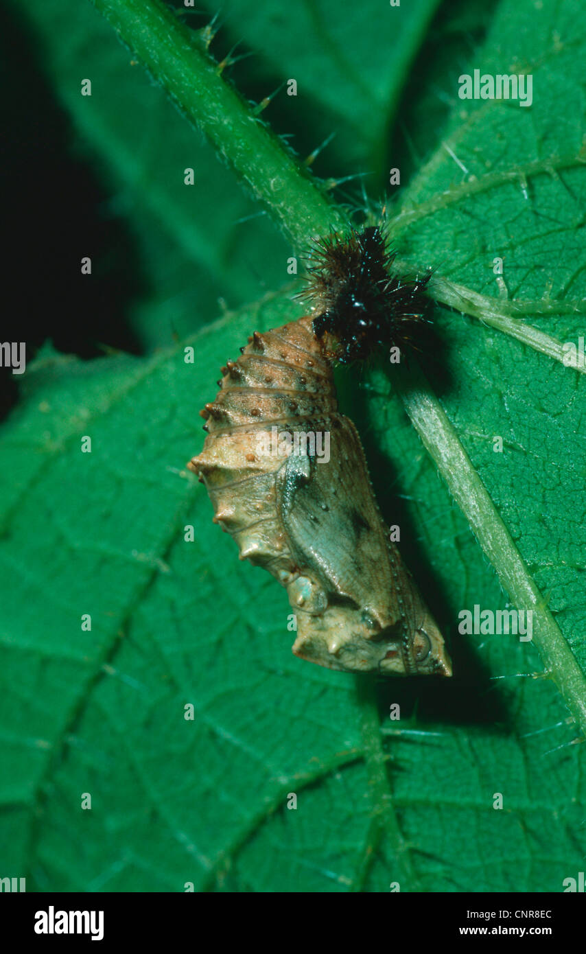map butterfly (Araschnia levana), pupa stage, Germany Stock Photo